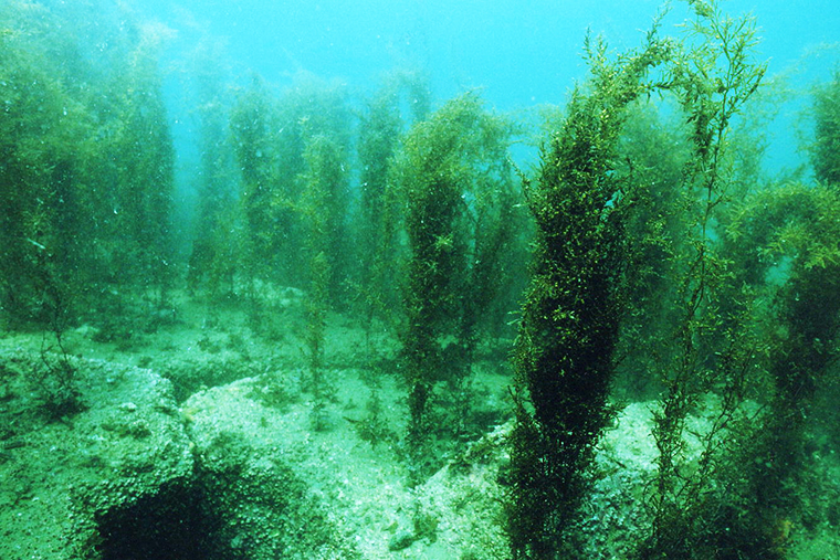 アオリイカ増殖礁
